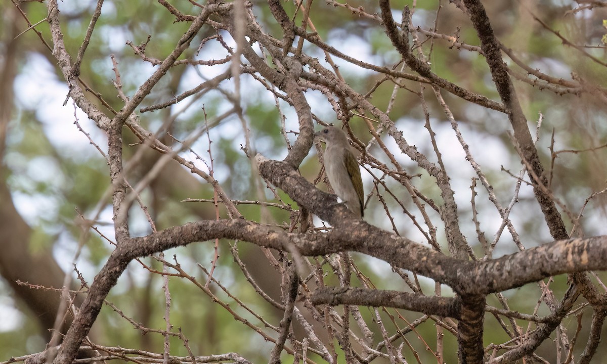 Lesser Honeyguide - ML638104771