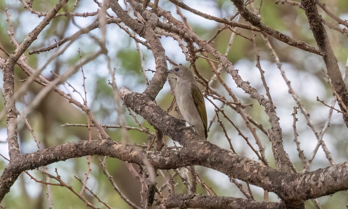 Lesser Honeyguide - ML638104772