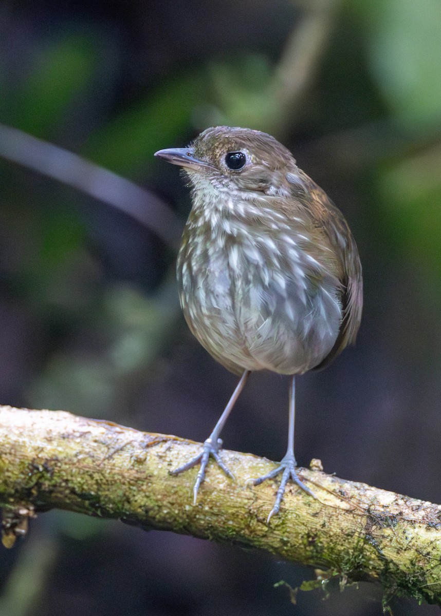 Thrush-like Antpitta - ML638104807