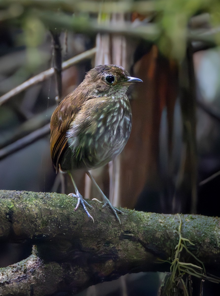 Thrush-like Antpitta - ML638104808
