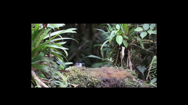 Jocotoco Antpitta - ML638104813