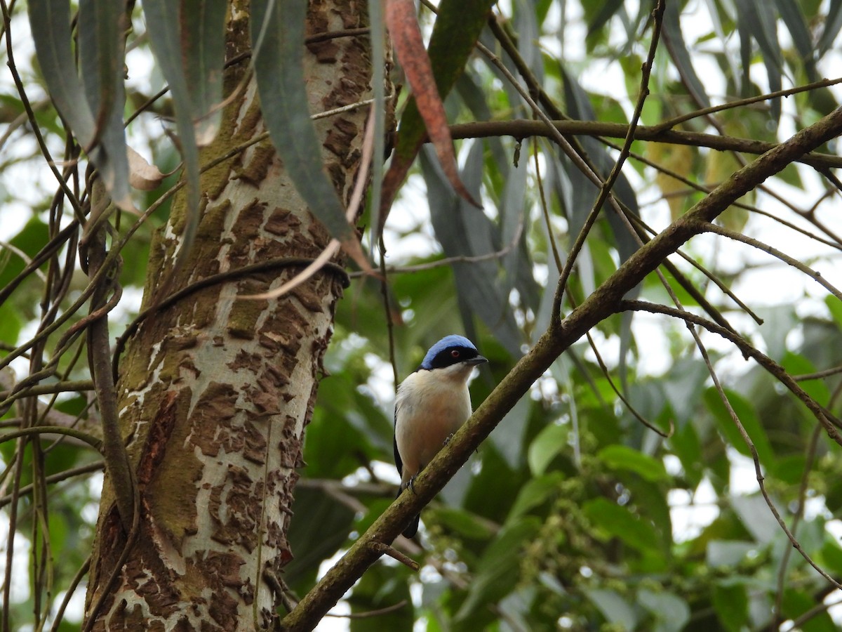 Fawn-breasted Tanager - ML638104815