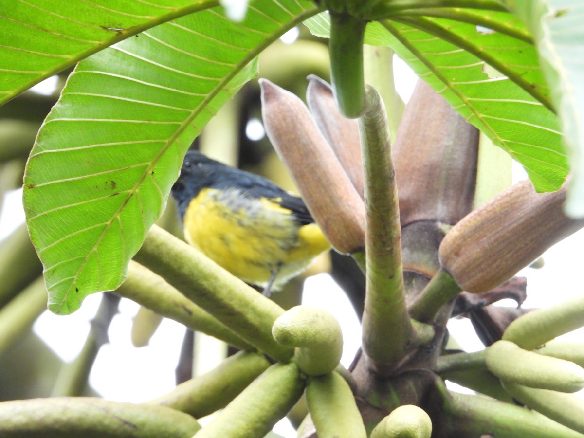 Yellow-bellied Siskin - ML638104819