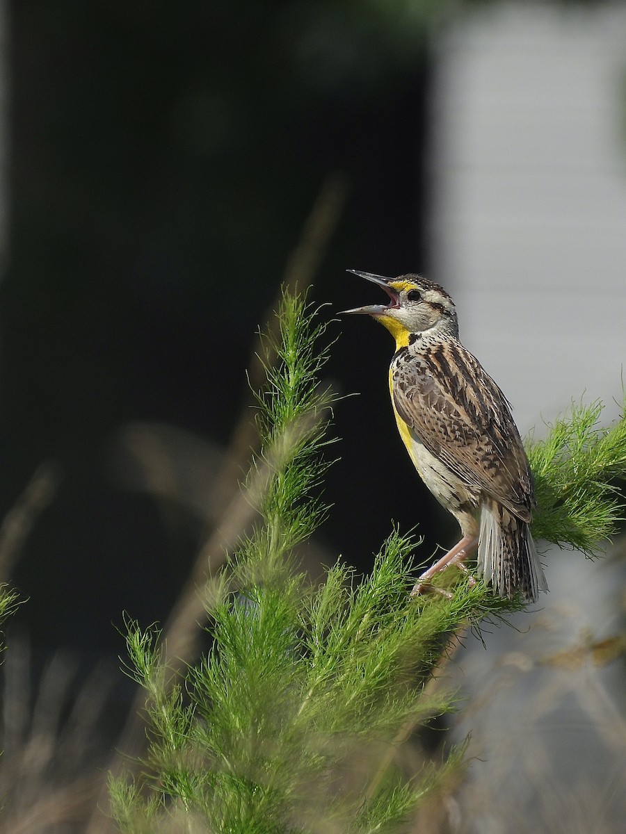Eastern Meadowlark - ML638104823