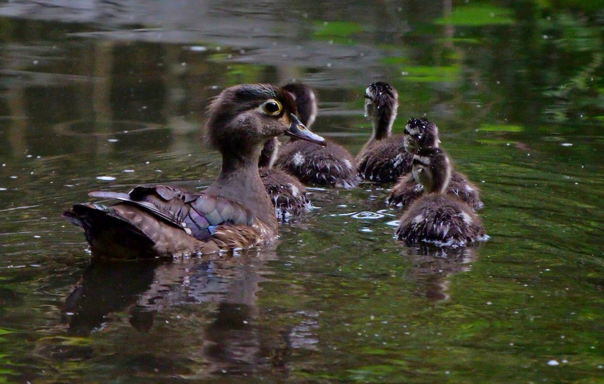 Wood Duck - ML638104824