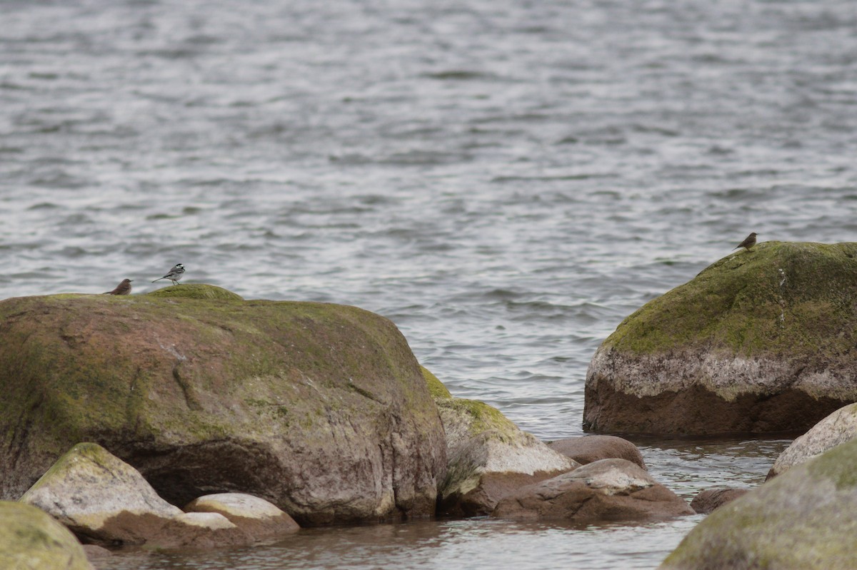 Rock Pipit - ML638104827