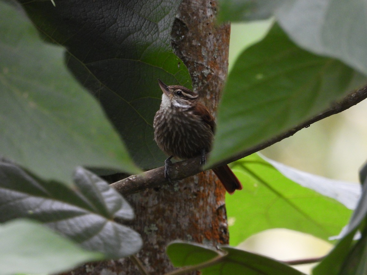 Streaked Xenops - ML638104829