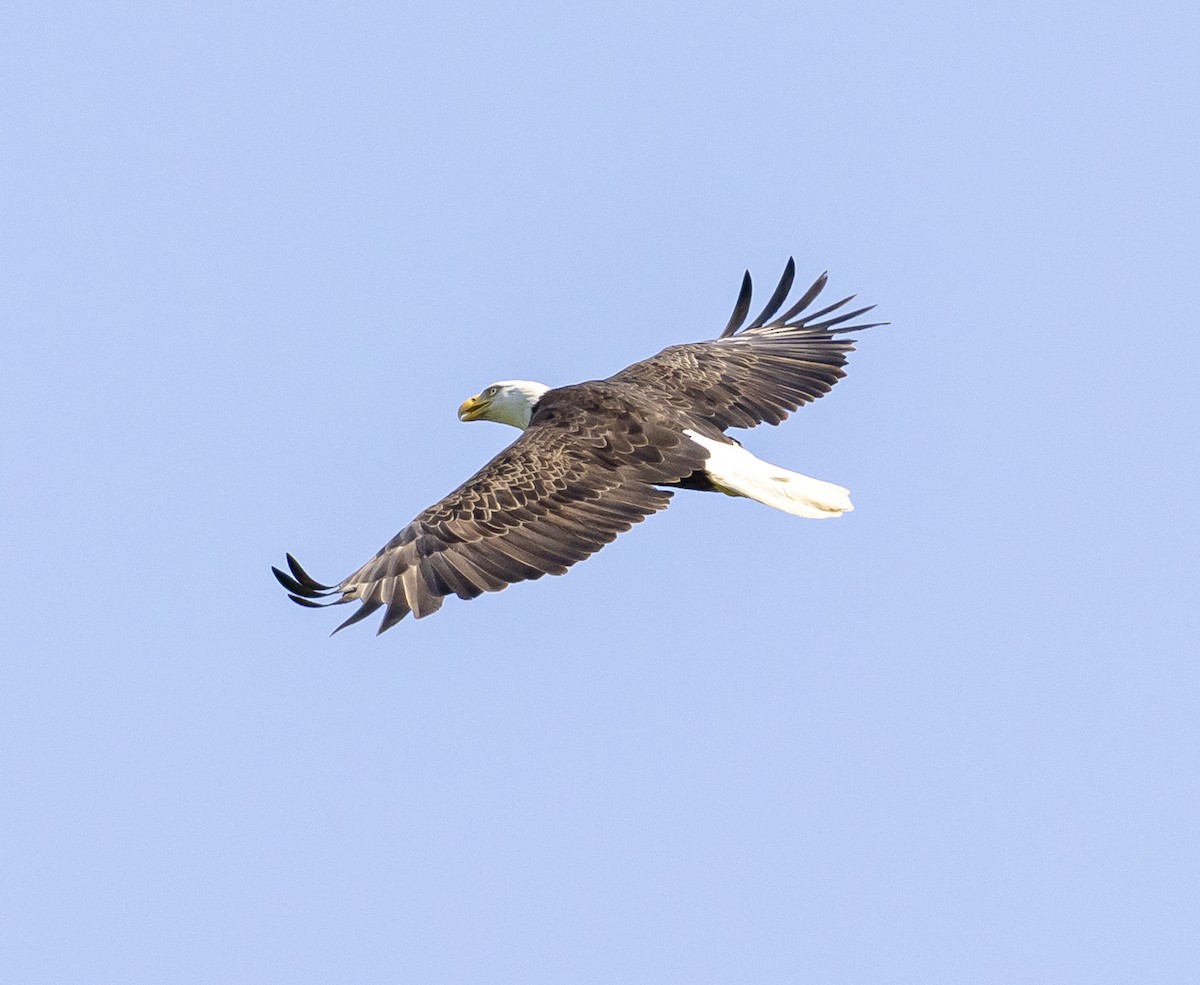 Bald Eagle - ML638104830