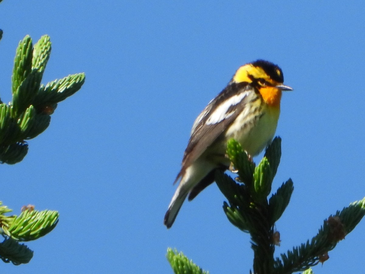 Blackburnian Warbler - ML638104831