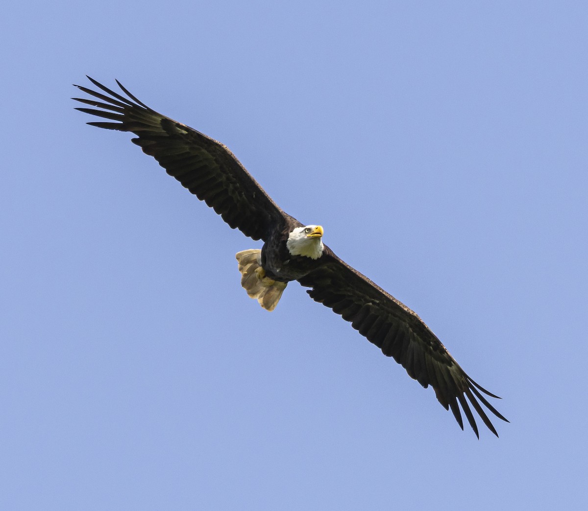 Bald Eagle - ML638104833