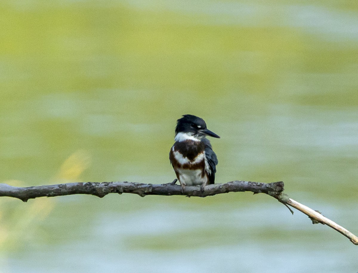 Belted Kingfisher - ML638104835