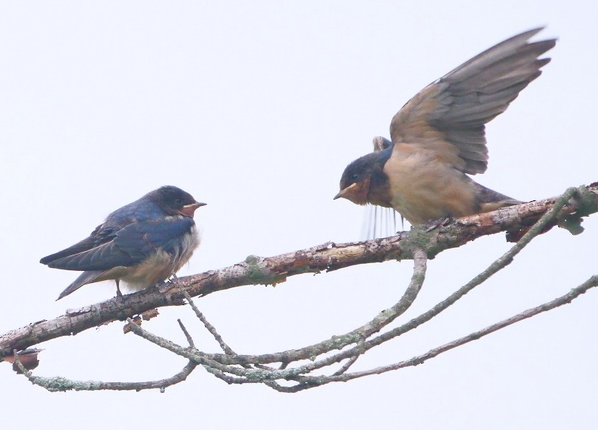 Barn Swallow - ML638104836