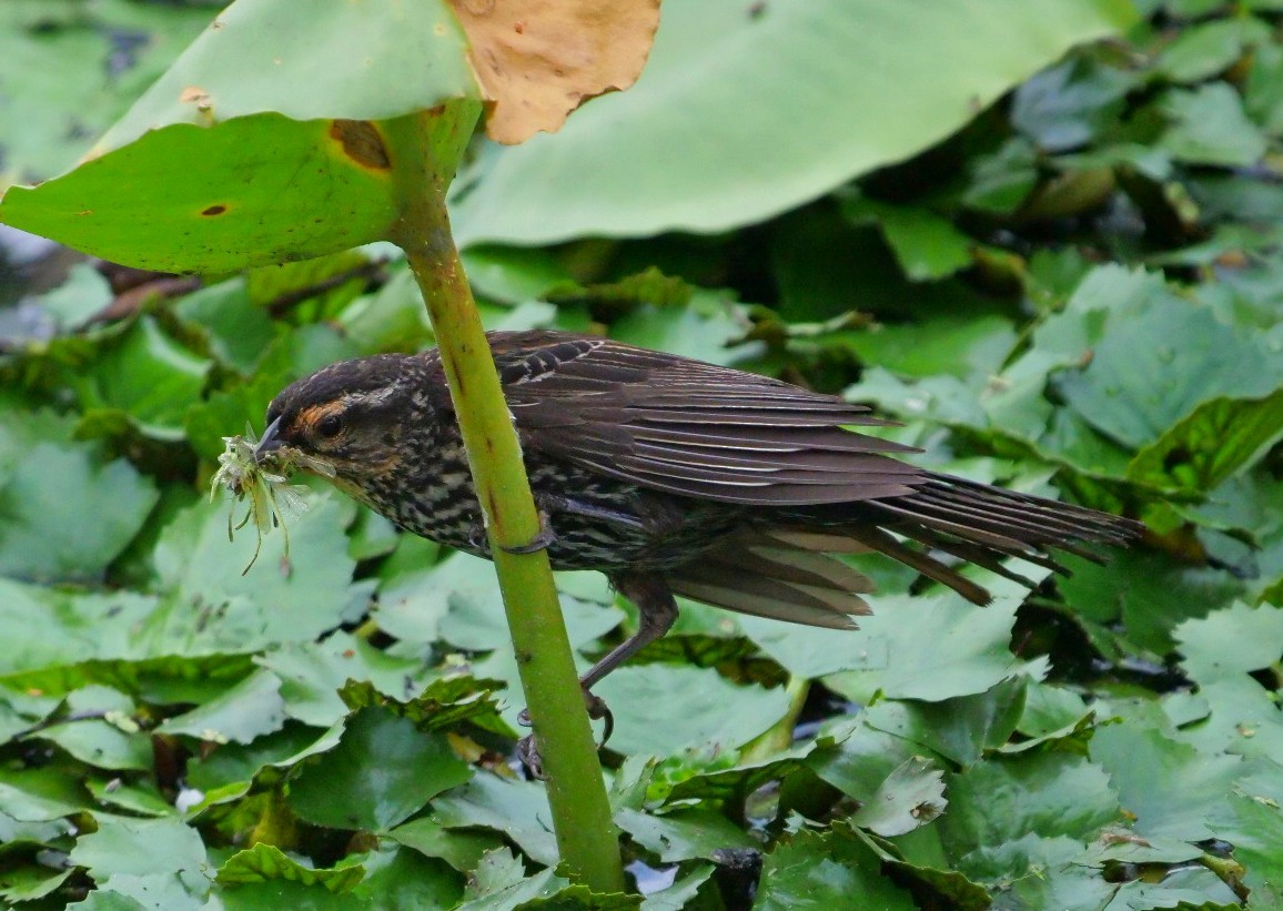 Red-winged Blackbird - ML638104838