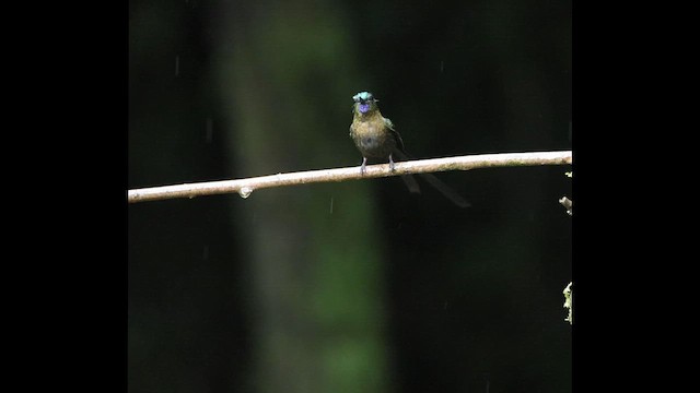 Violet-tailed Sylph - ML638104841