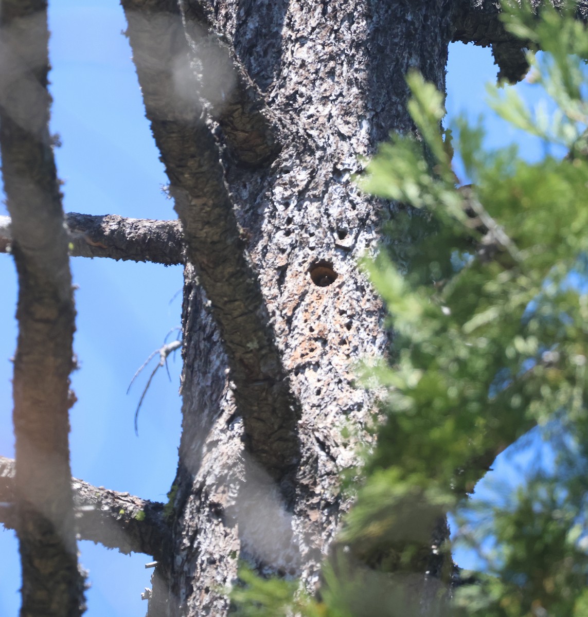 Sphyrapicus sp. - ML638104861