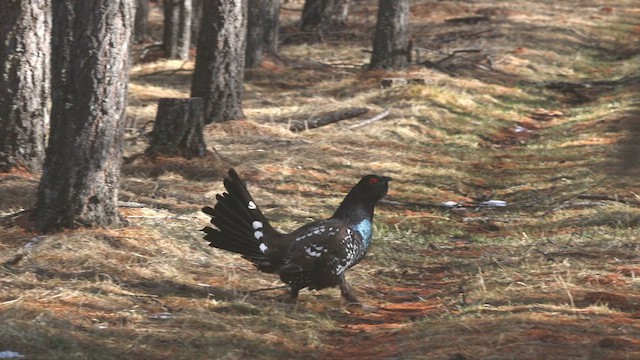 Black-billed Capercaillie - ML638104890