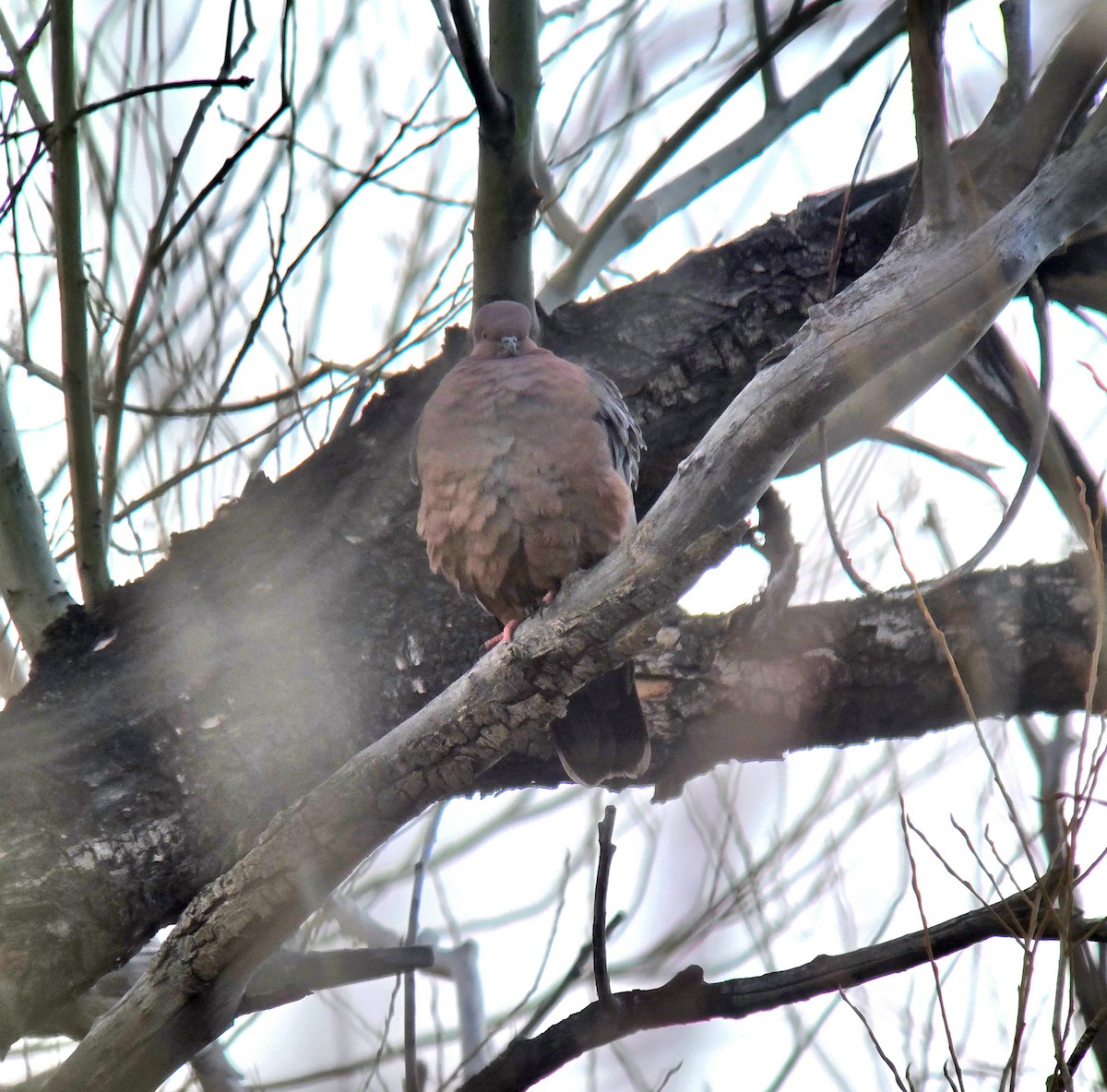 Chilean Pigeon - ML638104925