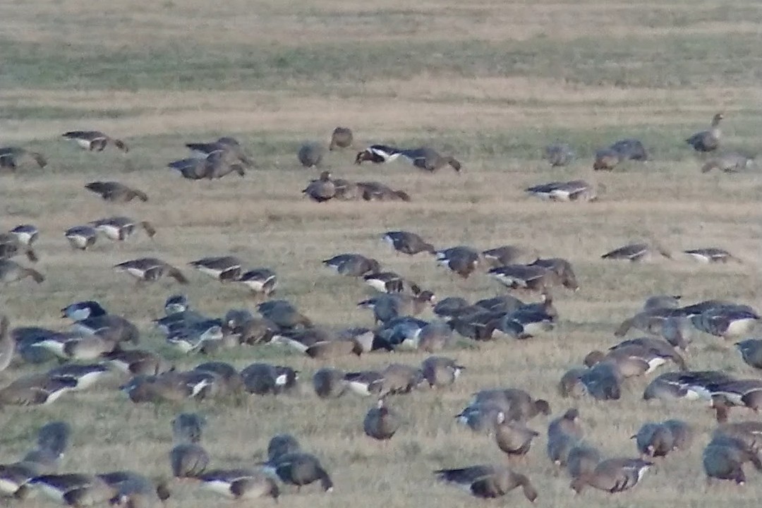 Red-breasted Goose - ML638104927
