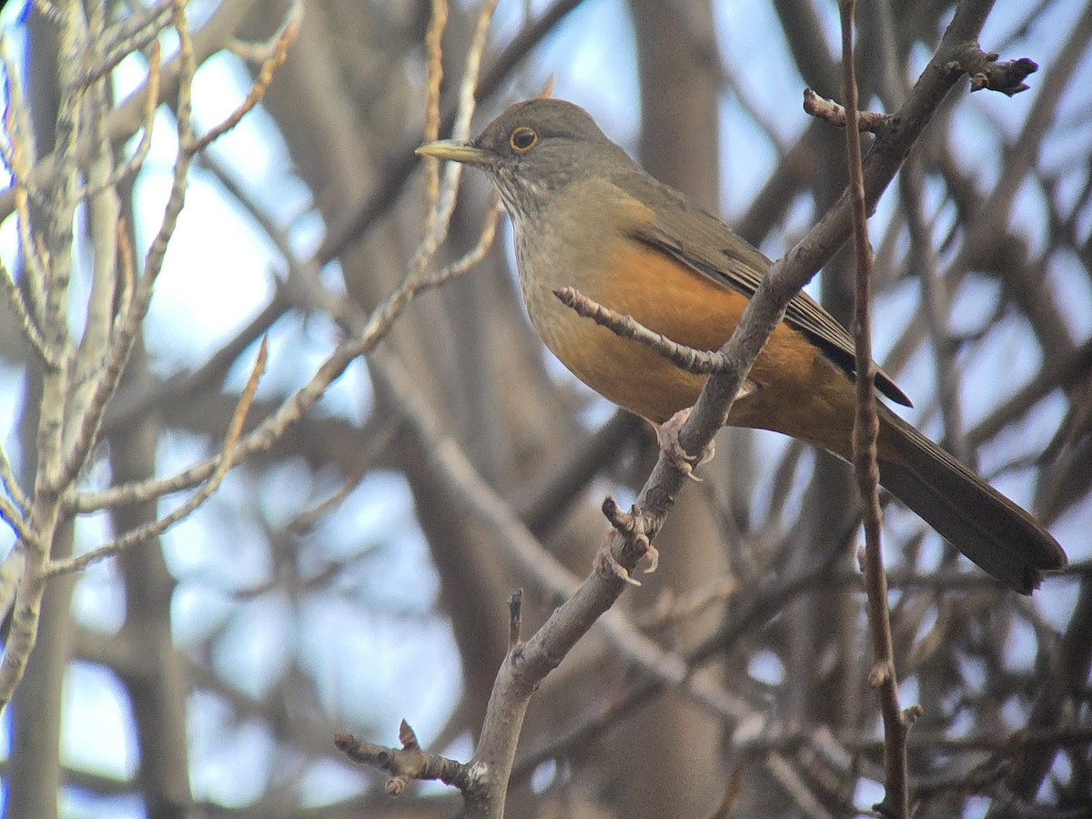 Rufous-bellied Thrush - ML638104934