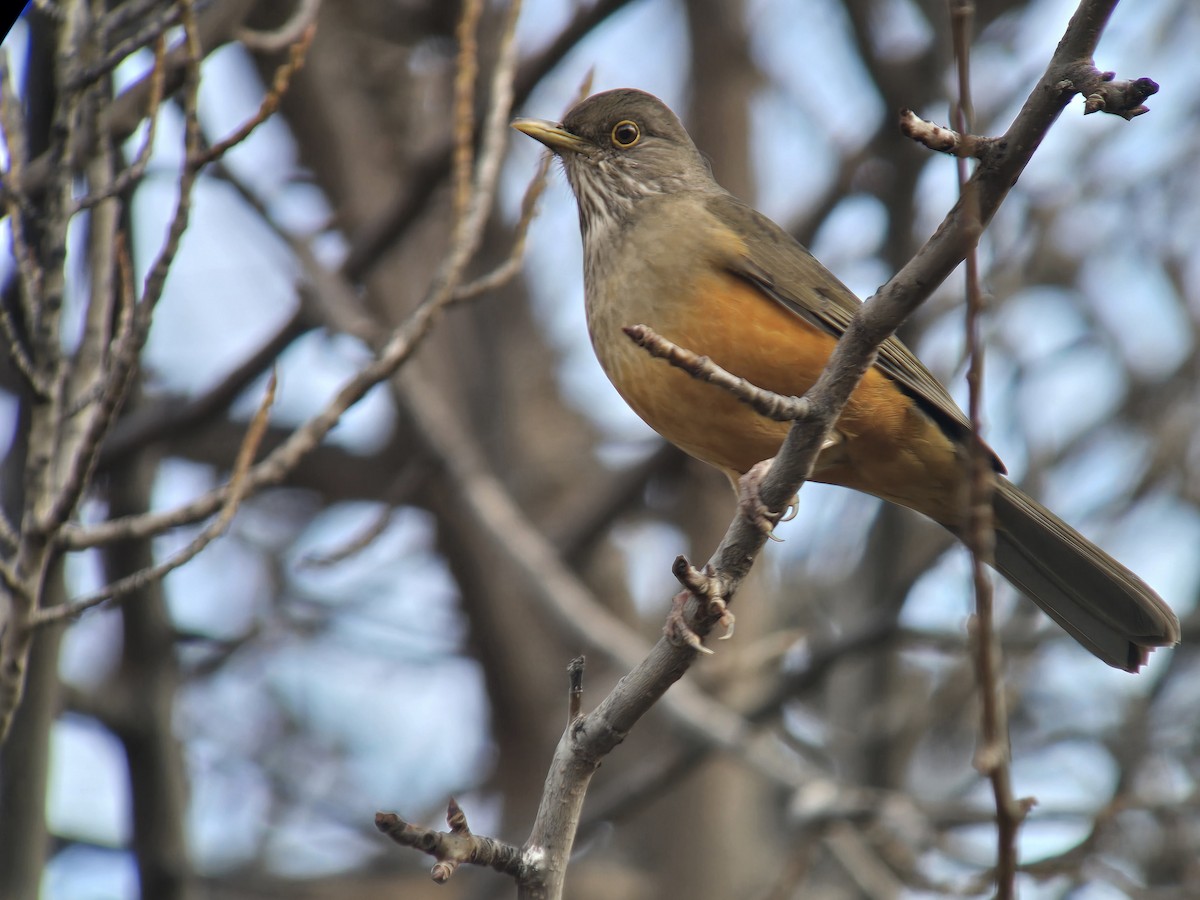Rufous-bellied Thrush - ML638104935