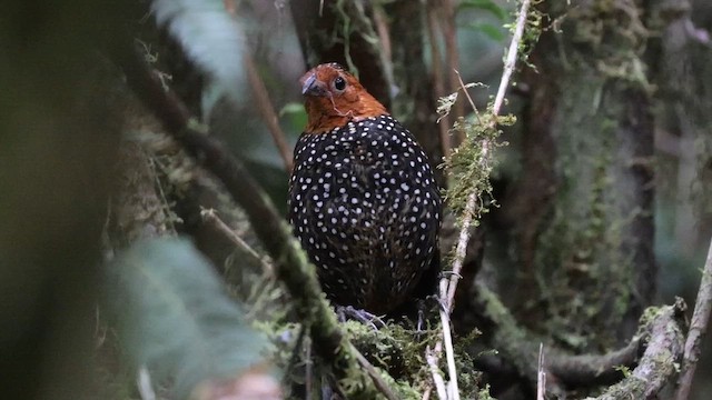 Ocellated Tapaculo - ML638104936