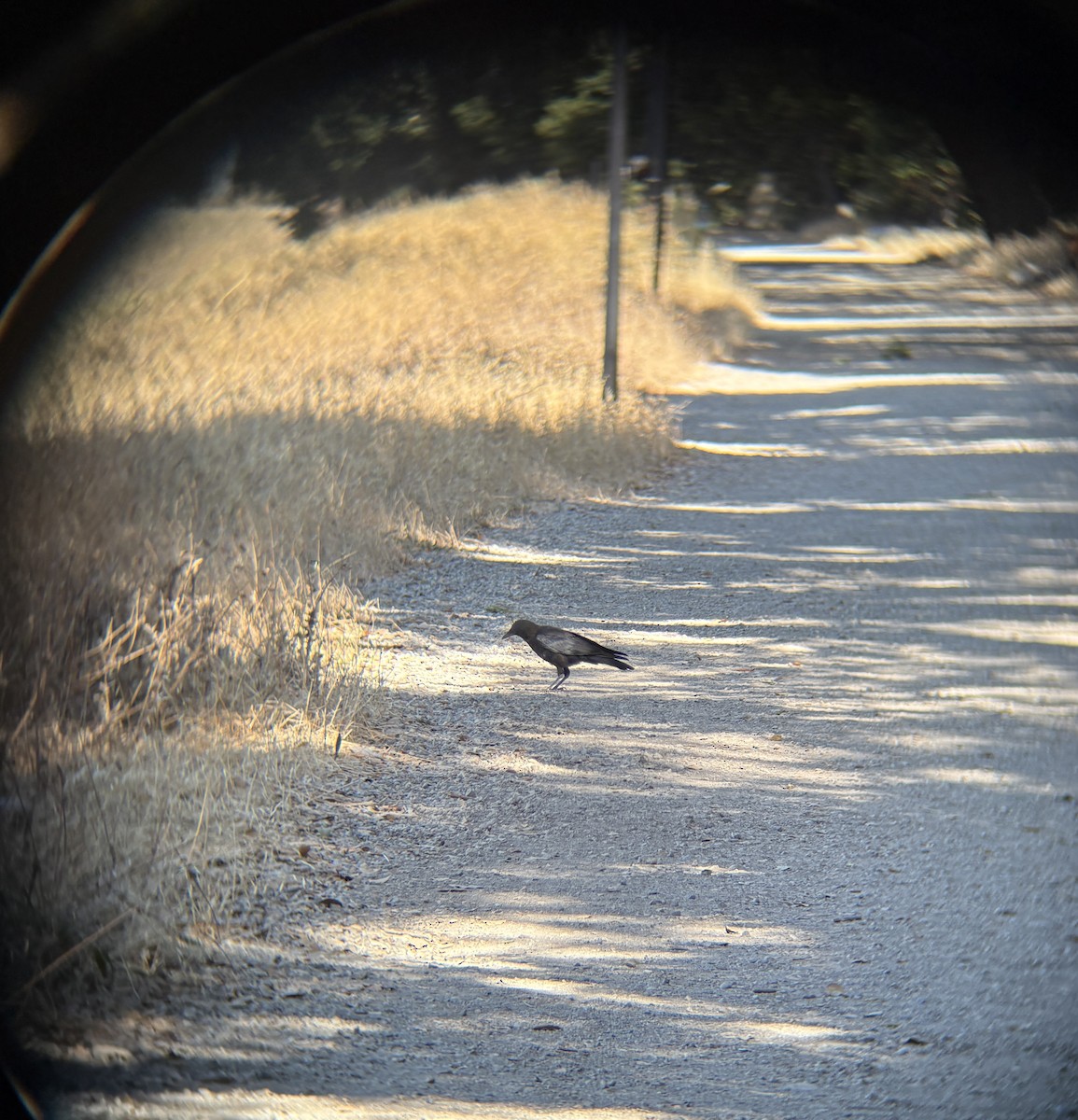 American Crow - ML638104952