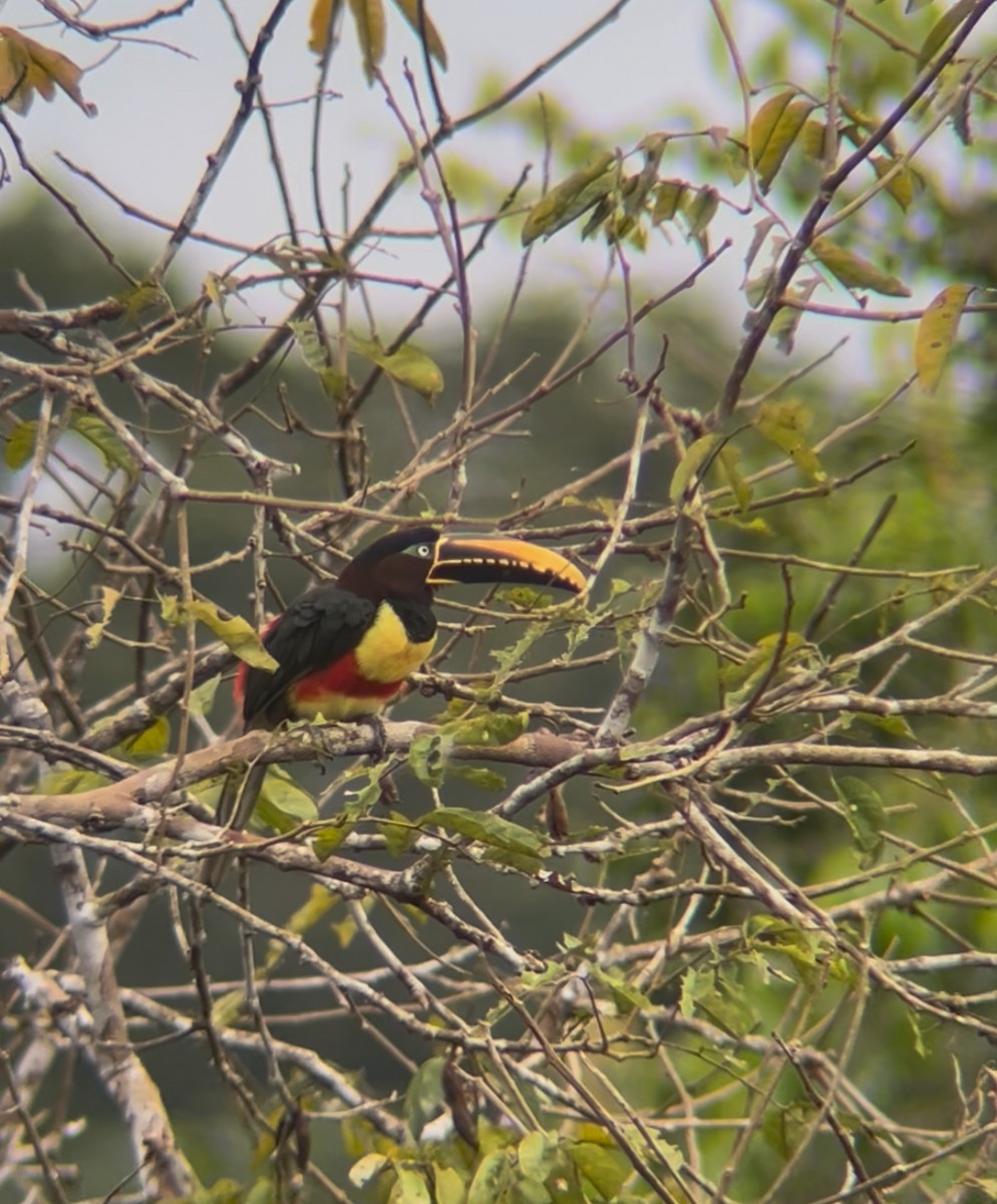 Chestnut-eared Aracari - ML638104955