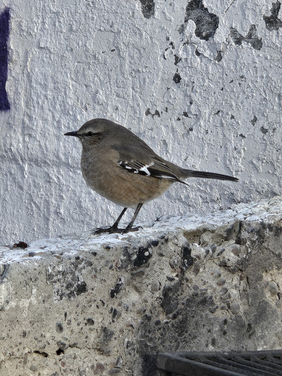 Patagonian Mockingbird - ML638104958