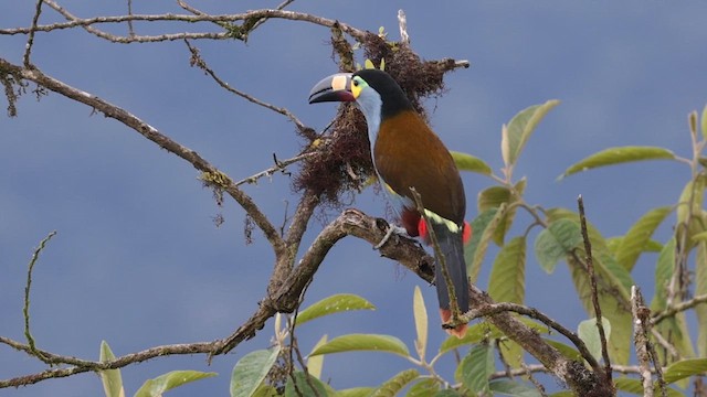 Plate-billed Mountain-Toucan - ML638105002