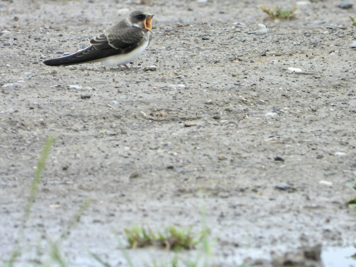 Bank Swallow - ML638105006