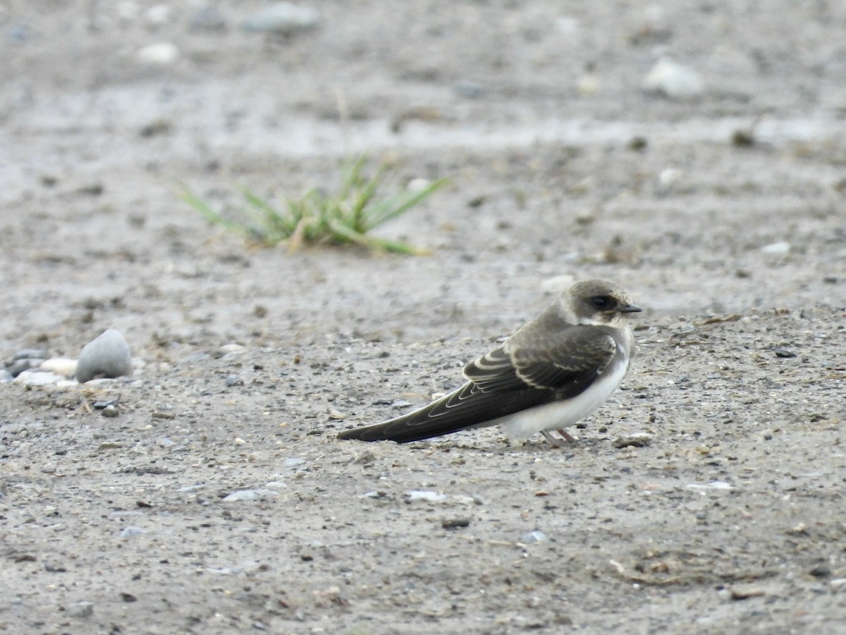 Bank Swallow - ML638105010