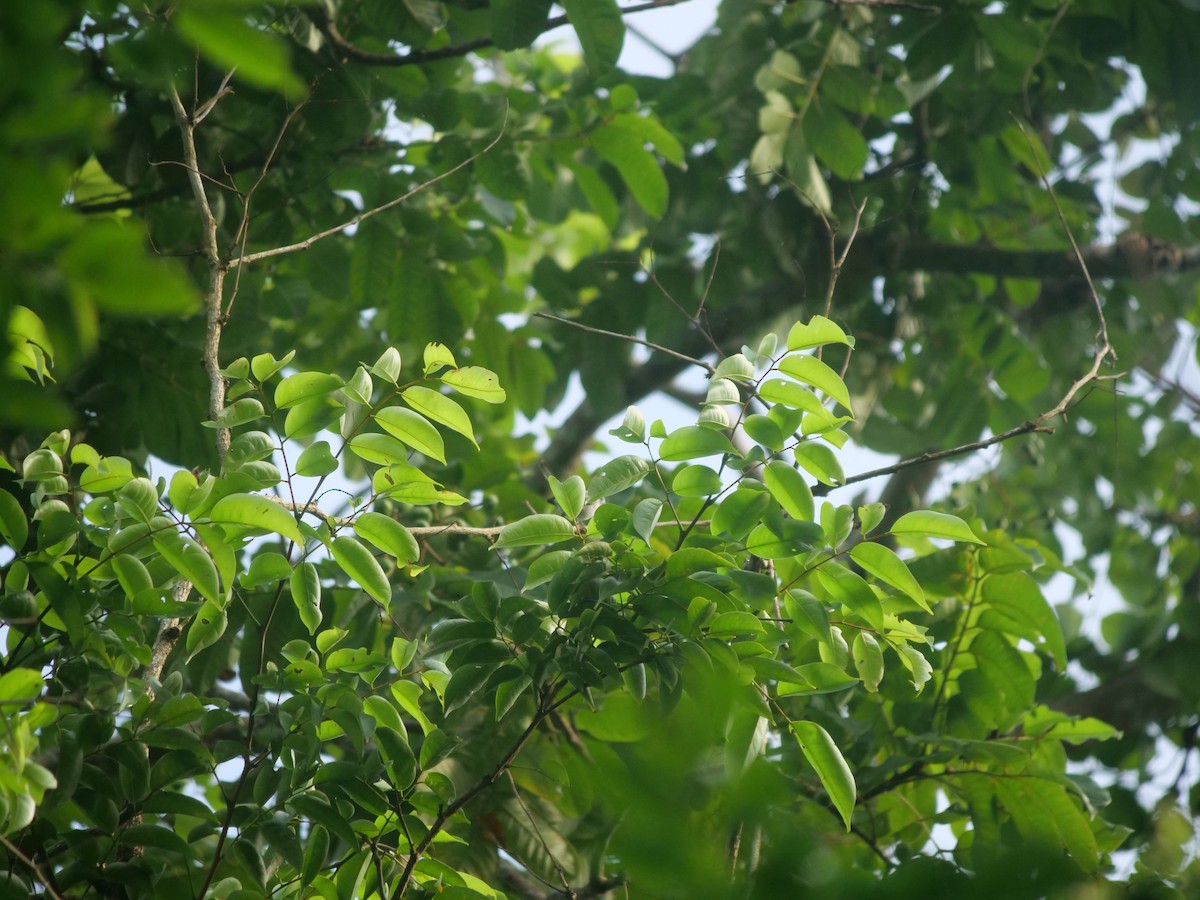 White-browed Gnatcatcher - ML638105031