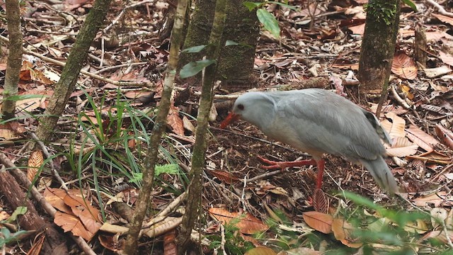 Kagu - ML638105034