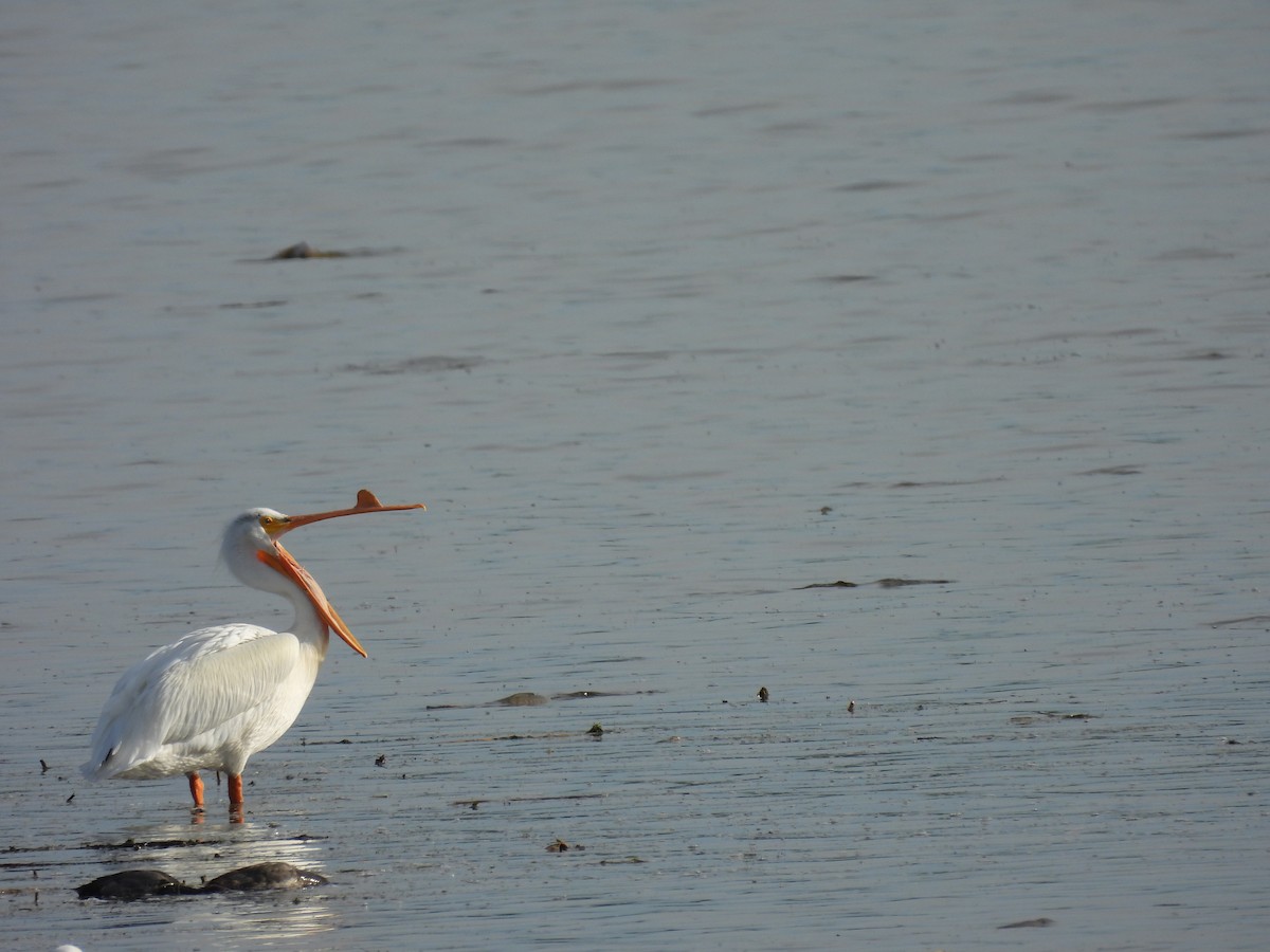 American White Pelican - ML638105050