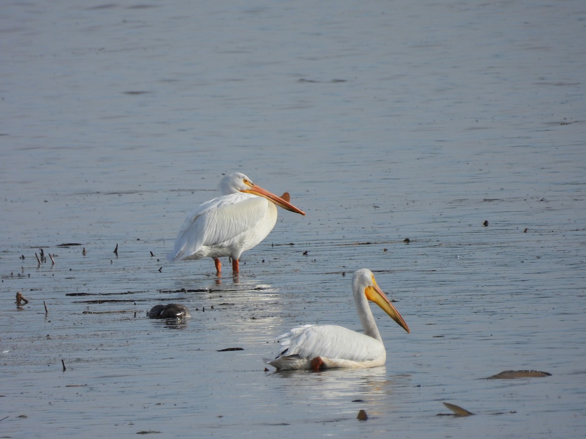 American White Pelican - ML638105052