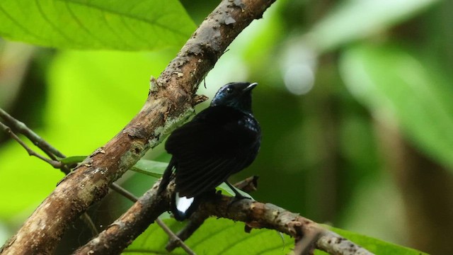 Natewa Silktail - ML638105078