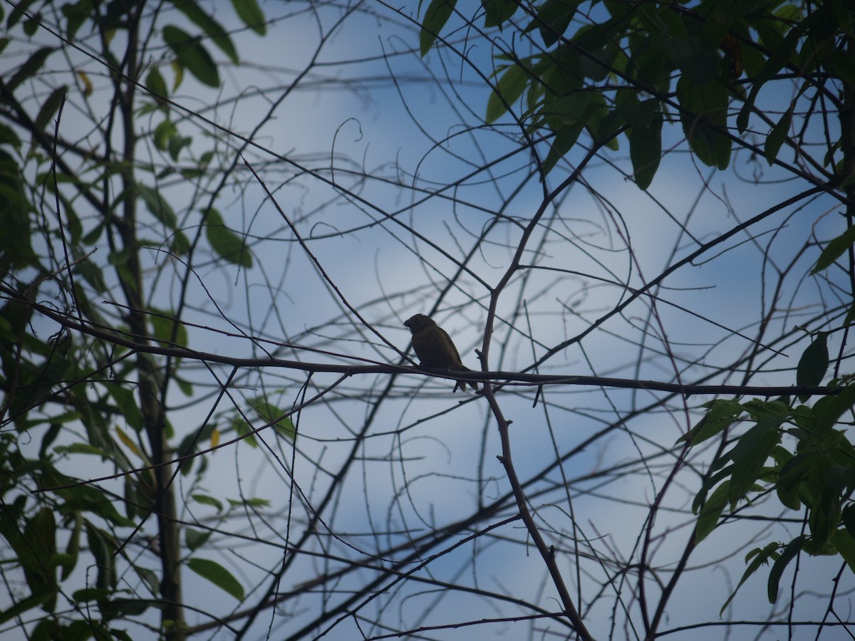 Variable Seedeater - ML638105083