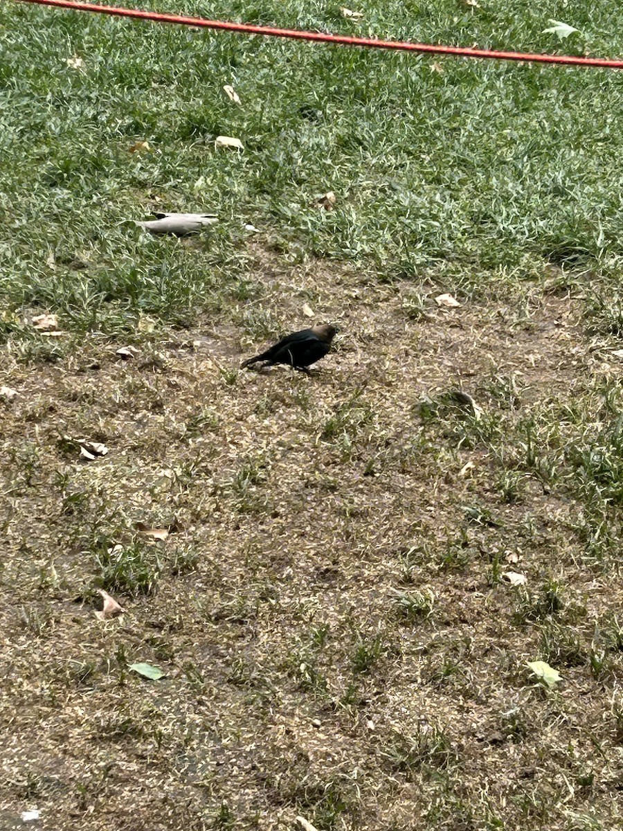 Brown-headed Cowbird - ML638105086