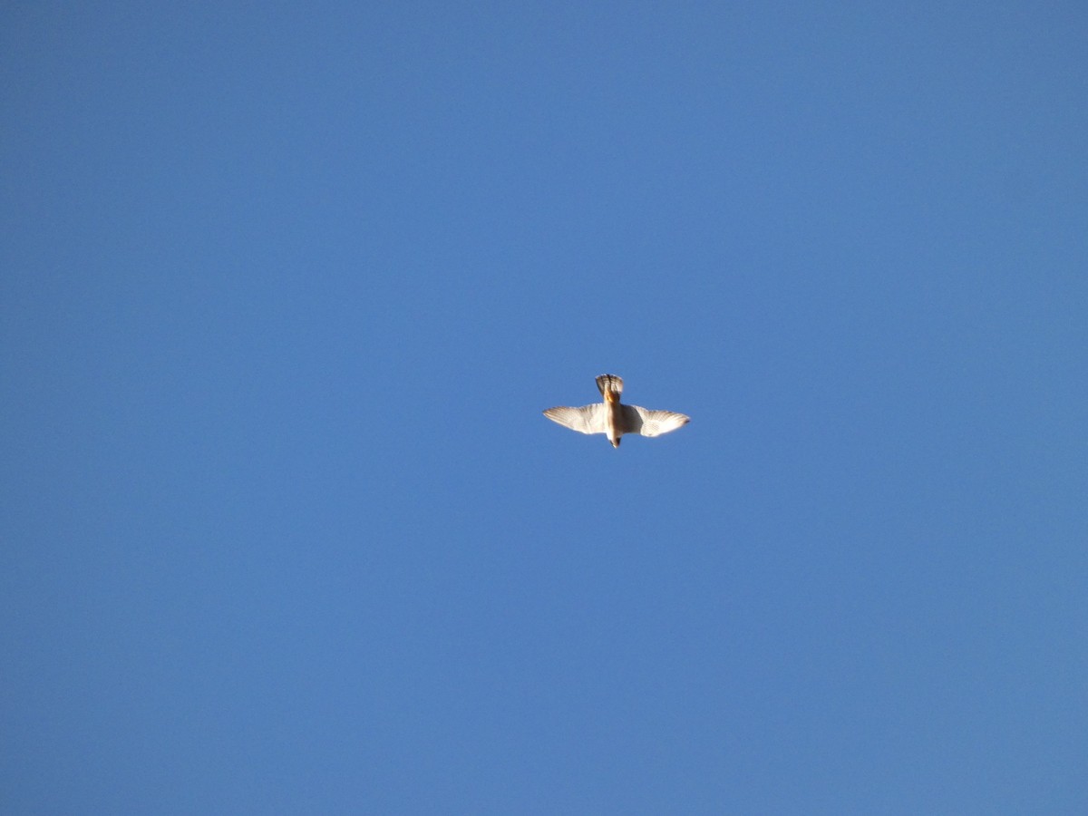 Peregrine Falcon - ML638105089