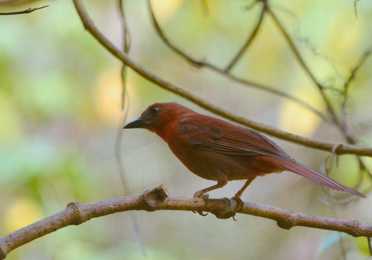 Red-crowned Ant-Tanager - ML638105196