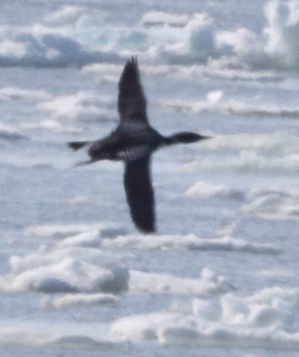 Yellow-billed Loon - ML638105221