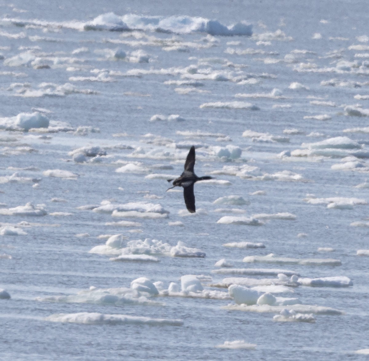 Yellow-billed Loon - ML638105222