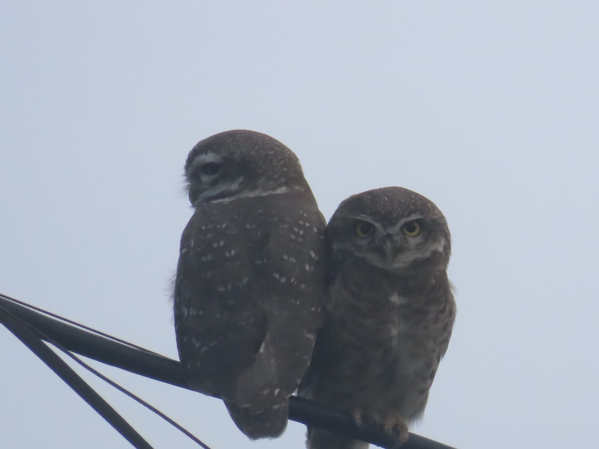 Spotted Owlet - ML638105223