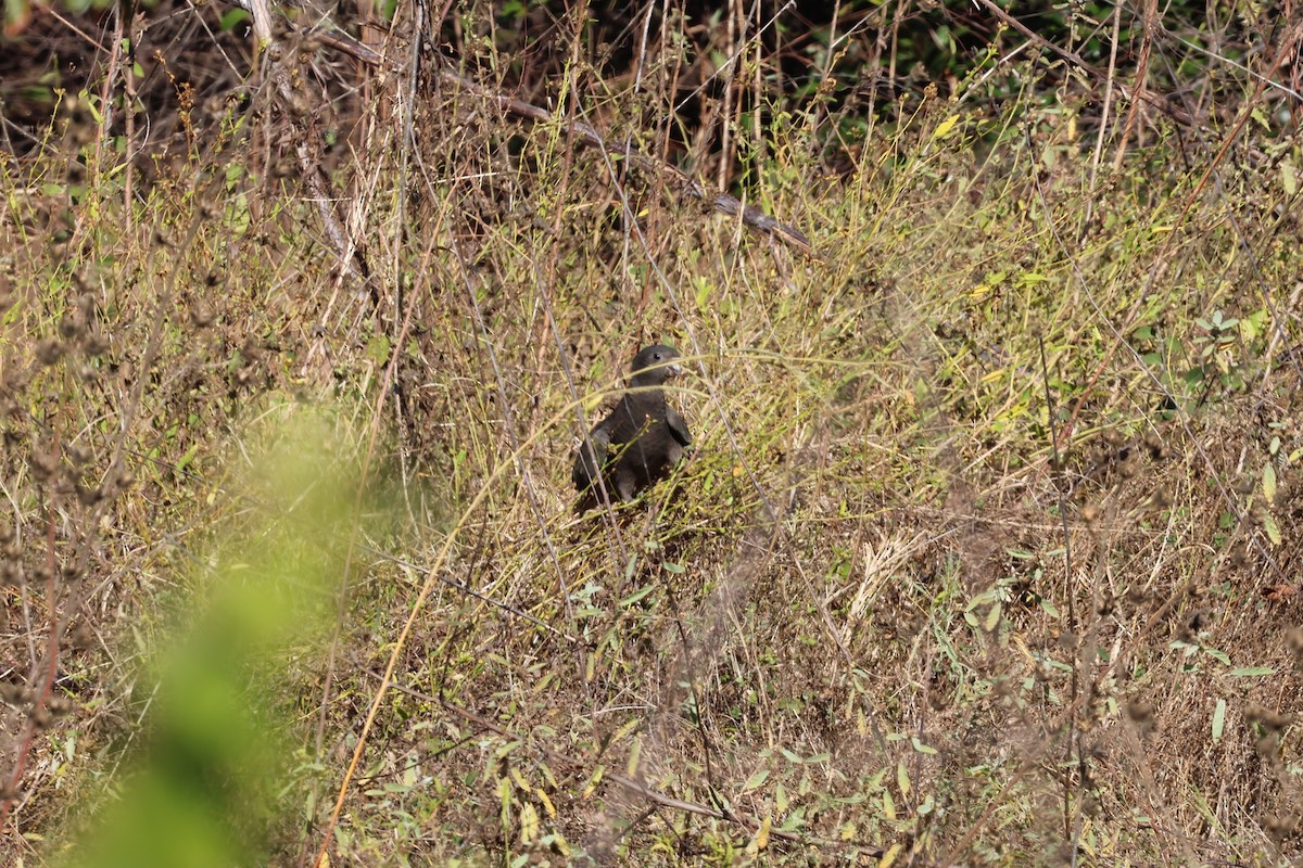 Greater Vasa Parrot - ML638105246