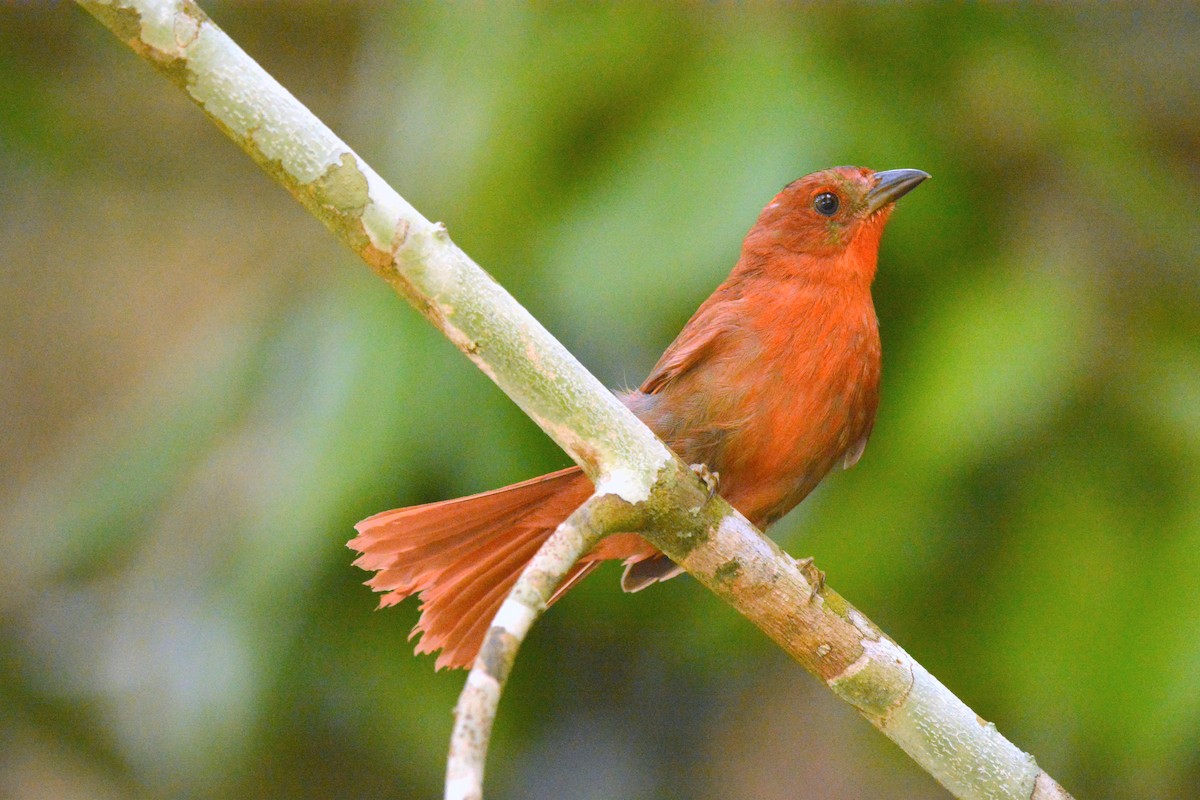 Red-crowned Ant-Tanager - ML638105248