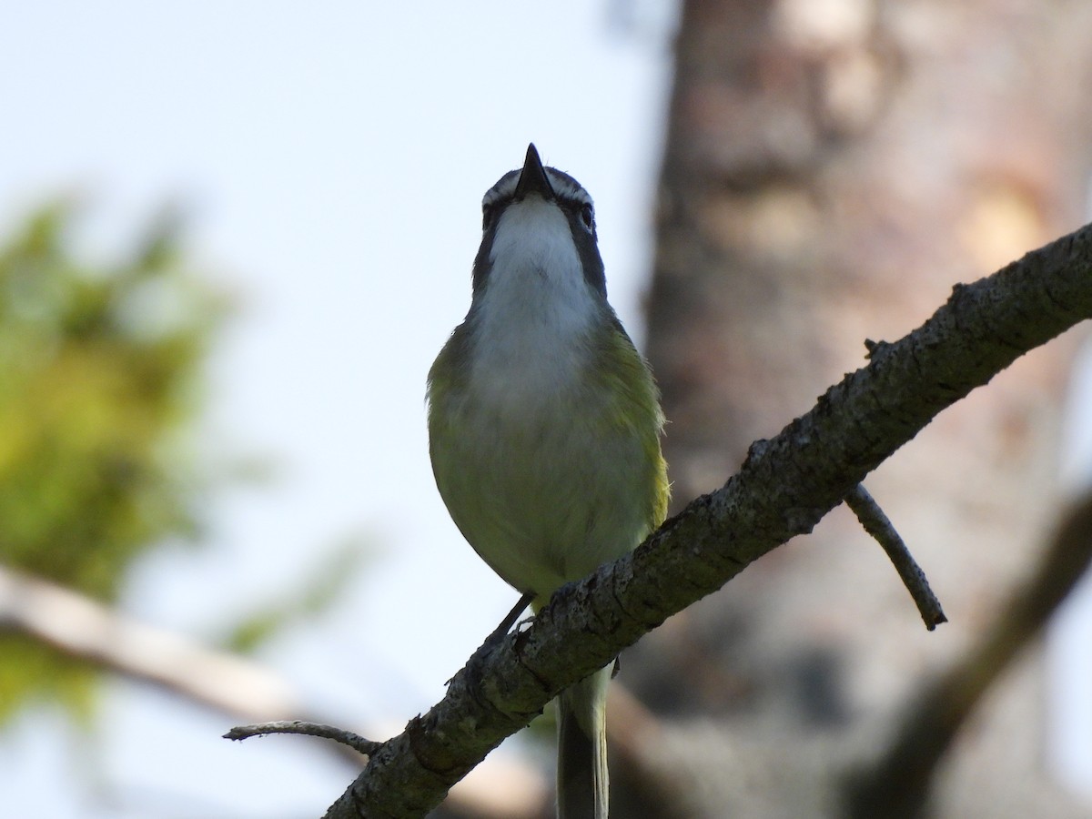 Graukopfvireo - ML638105251