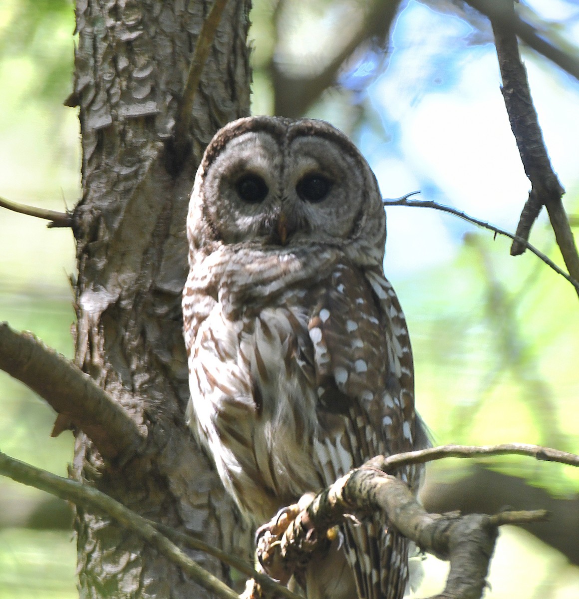 Barred Owl - ML638105316
