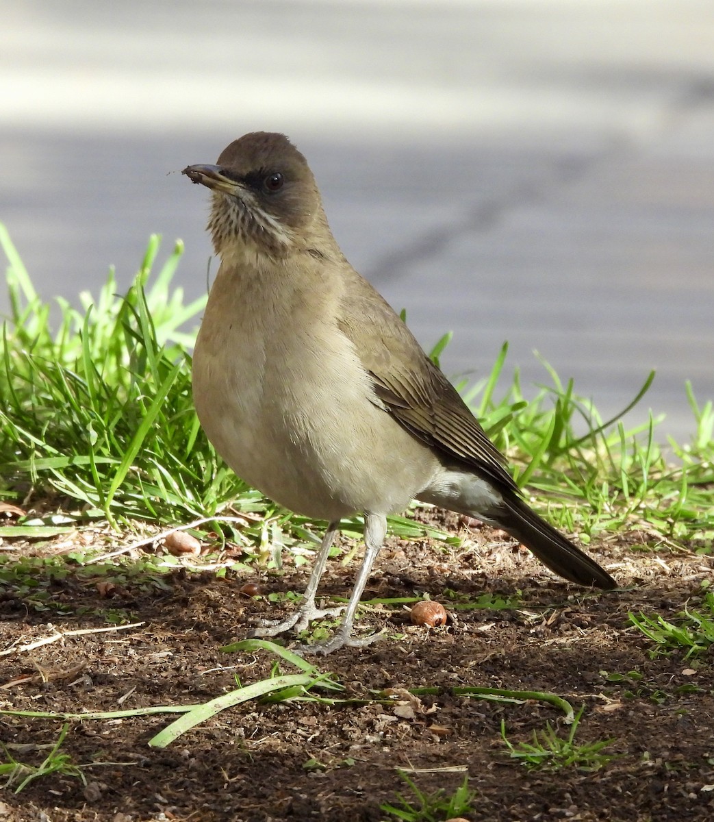Creamy-bellied Thrush - ML638105331