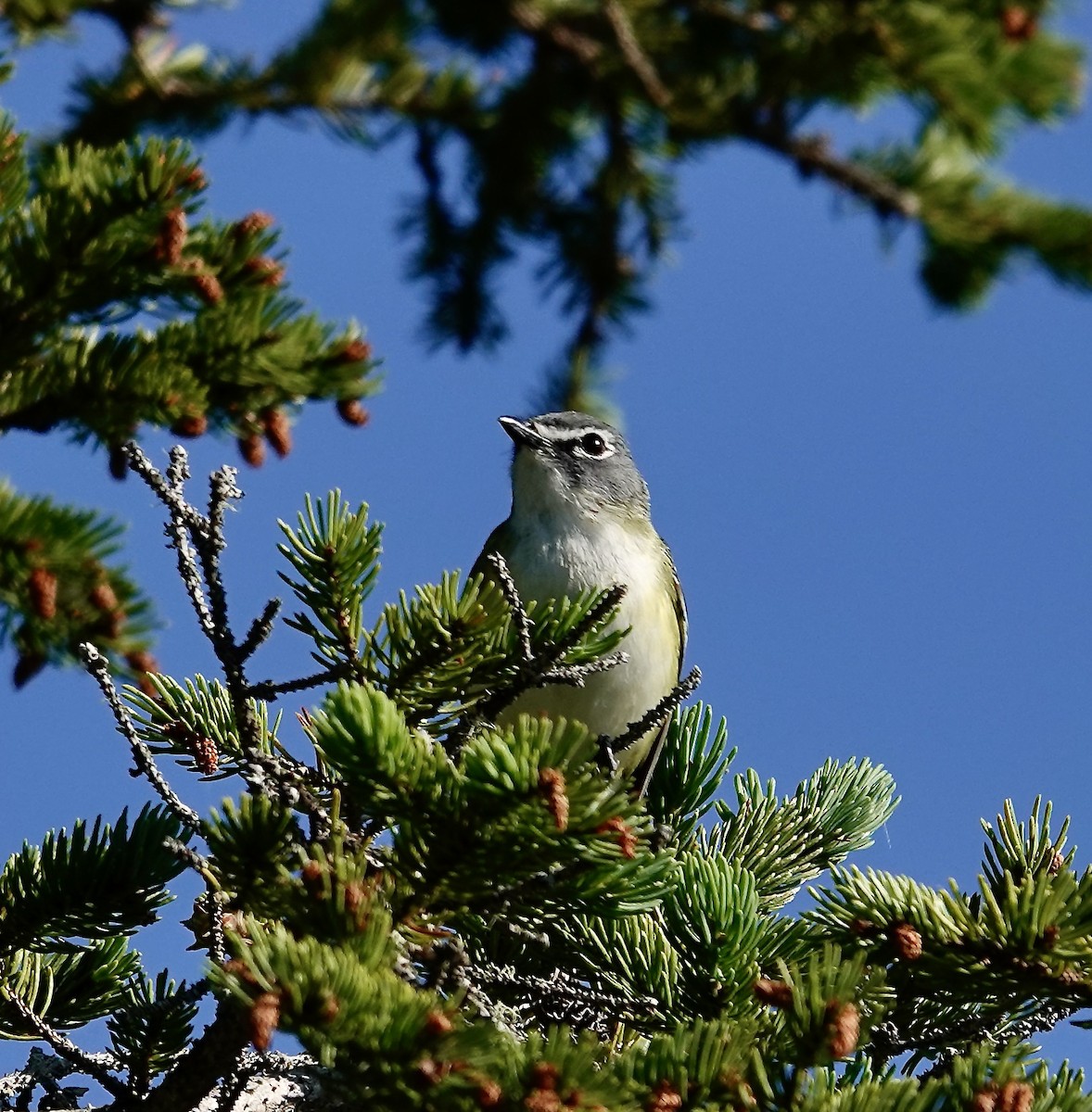 Graukopfvireo - ML638105361
