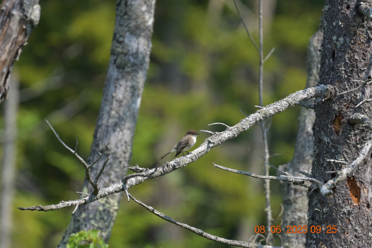 Eastern Phoebe - ML638105379
